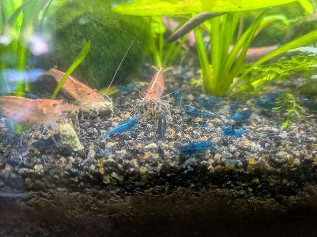 Crevettes neocaridina bleue velvet