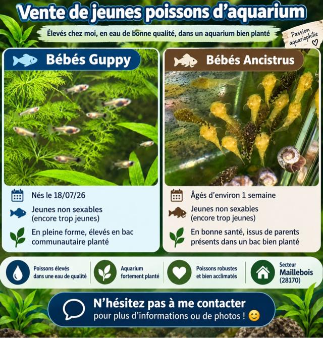 Ventes de jeune guppy et ancistrus