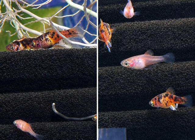 Platys juvéniles