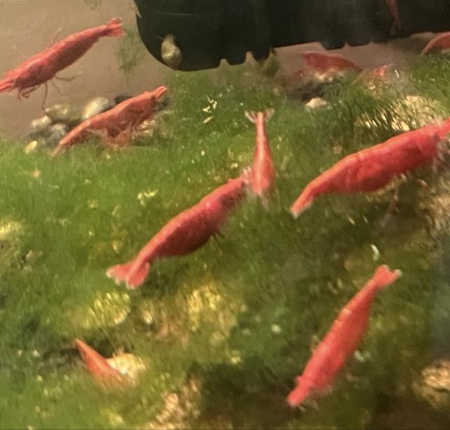 Crevettes