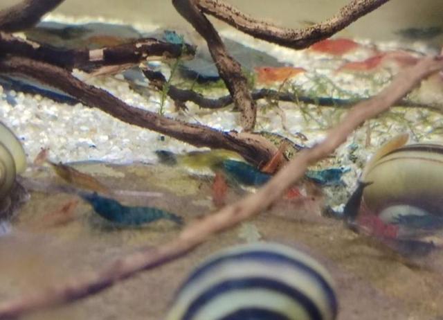 Néocaridina colorées déclassées