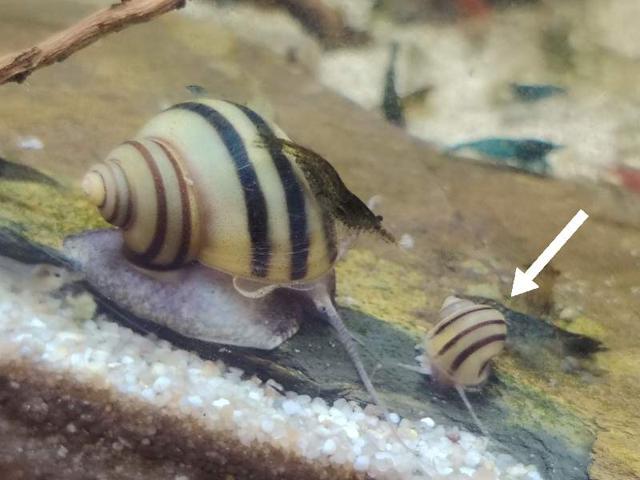 Asolene spixii
