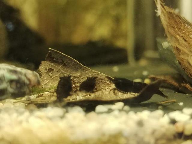 Neocaridina Black Sakura