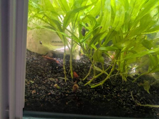 A donner crevette et escargots et aquarium avendre