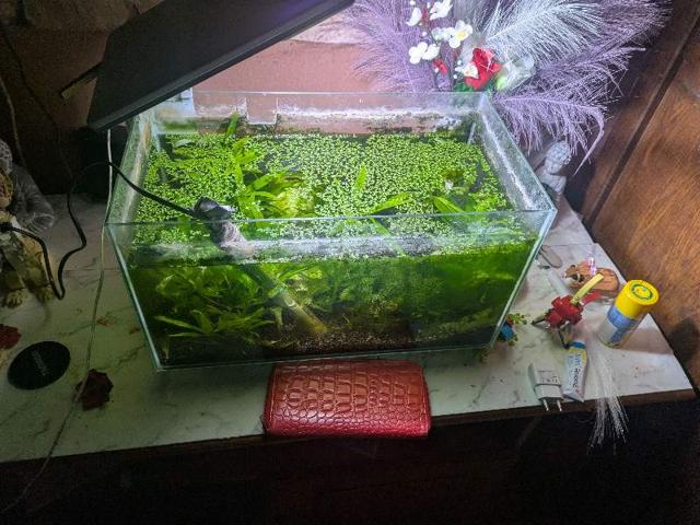 A donner crevette et escargots et aquarium avendre