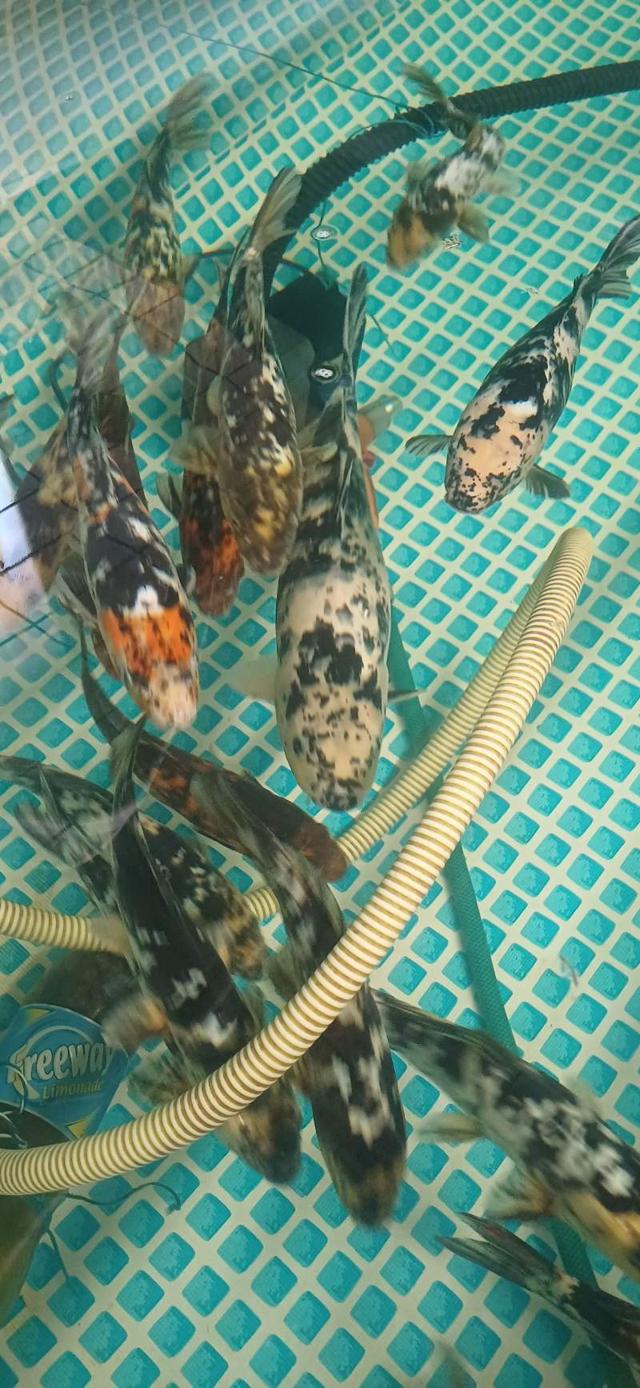 Carpes koï 30/40cm