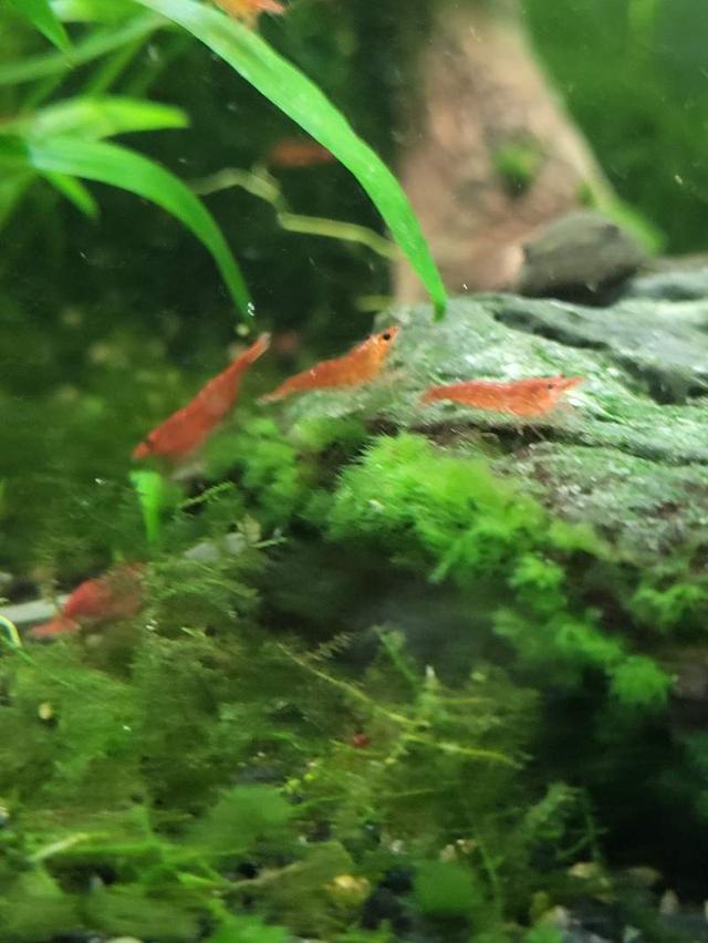 Crevettes red cherry
