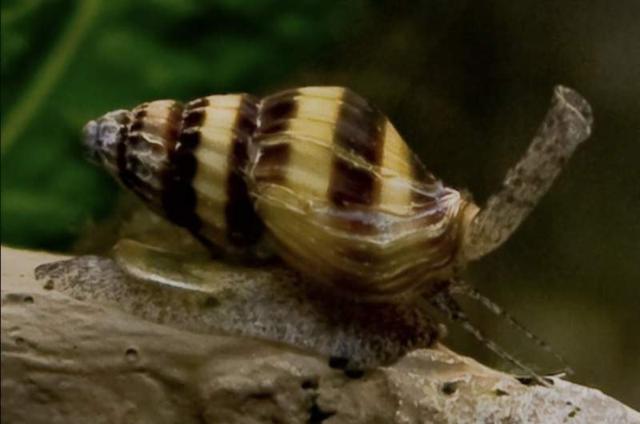 🐌 Escargots Hélena