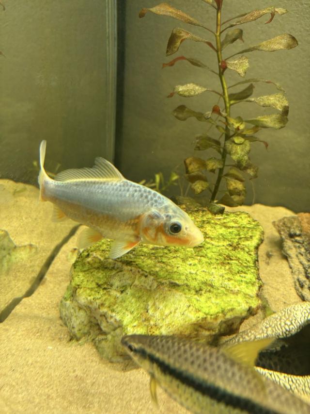 Carpe koi à Toulouse