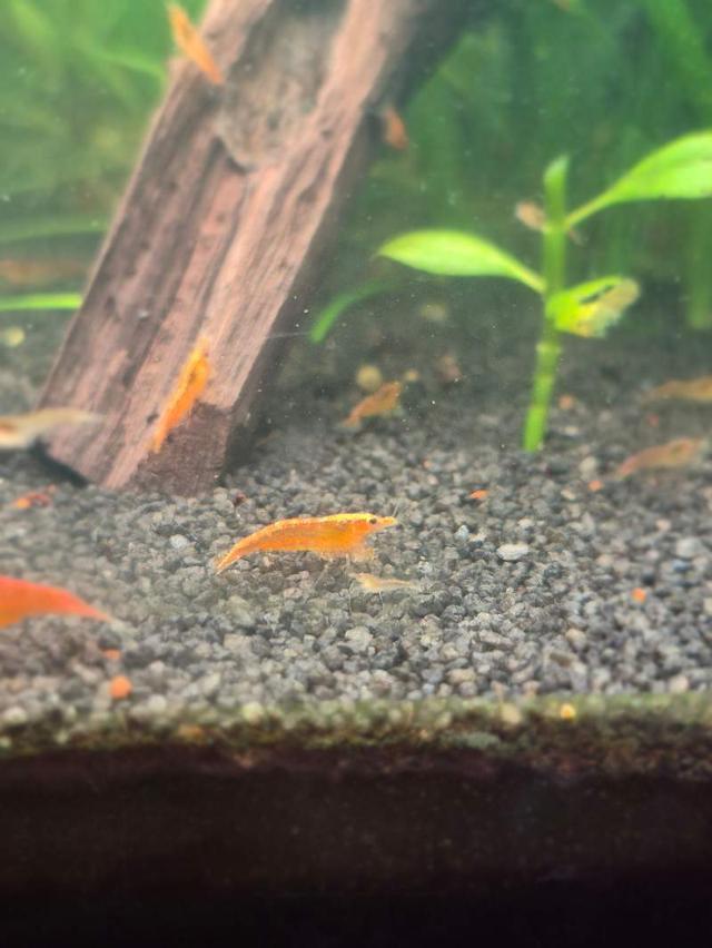 Crevettes Orange
