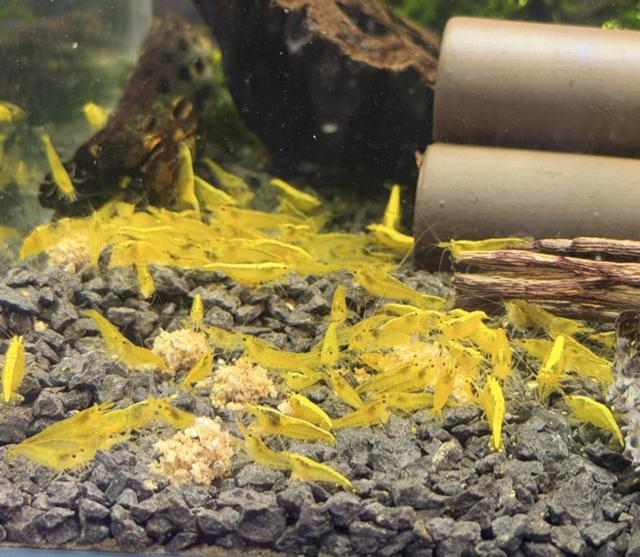 Lot de 11xCrevettes yellow neon