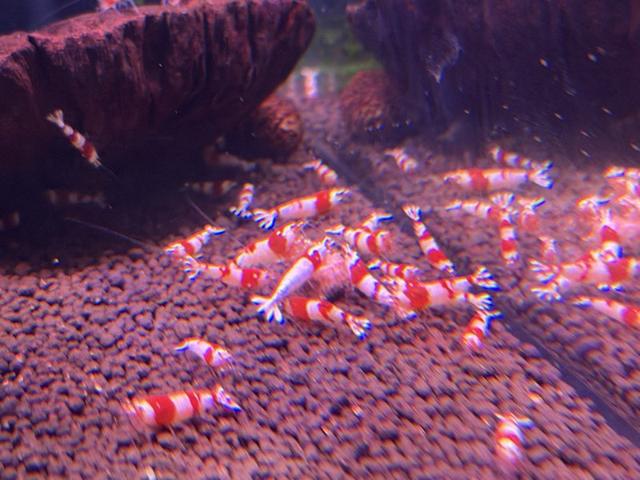 Crevettes Crystal red