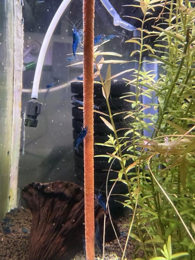 Crevette Neocaridina blue